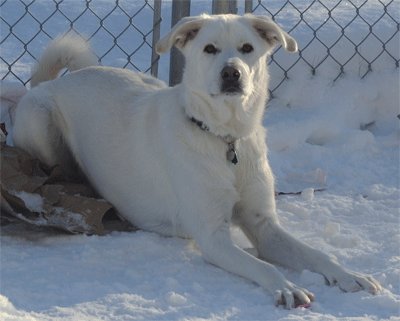 Great Pyrenees Rescue Rain