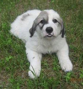 Great Pyrenees Rescue Zoe