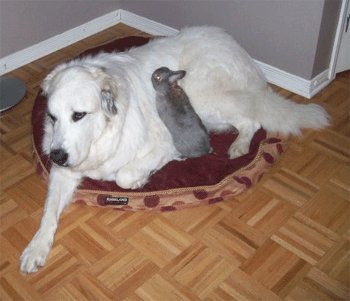 Great Pyrenees Rescue Zoe