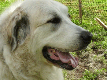 Great Pyrenees Rescue Zoe