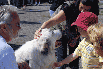 Great Pyr Gus at the Carp Farmers Market