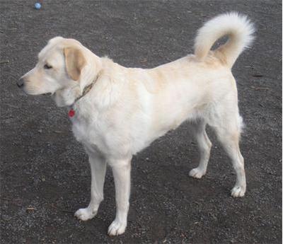 Great Pyr Rescue - Jazz