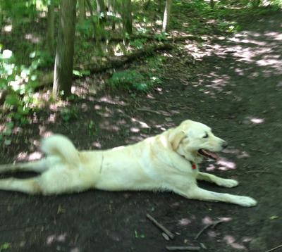 Great Pyr Rescue - Jazz