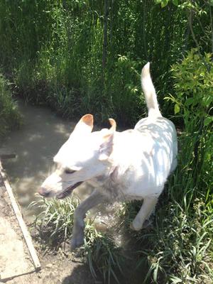 Great Pyr Rescue - Jazz