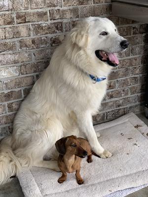 Bear and Bentley 