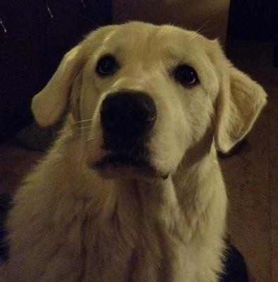 Great Pyrenees Rescue Lilly