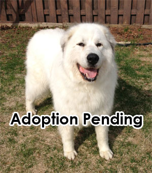 Great Pyrenees Rescue Maya