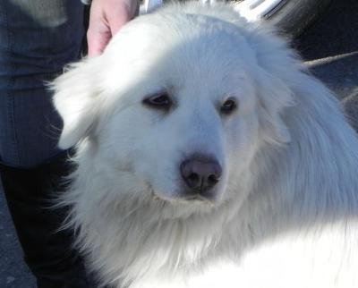 Great Pyrenees Rescue Millie