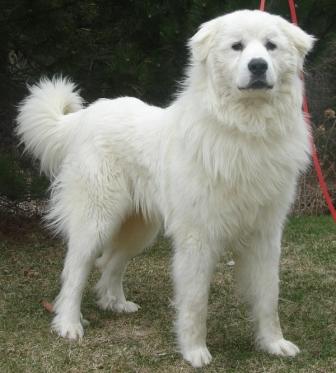 Great Pyrenees Rescue Oscar