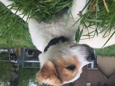 Looks more Great Pyrenees 