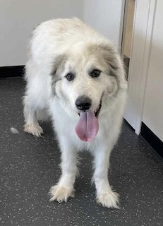 In need of grooming on intake at the shelter.