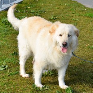 Great Pyr Rescue Samantha