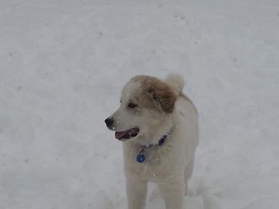 Great Pyr Rescue - Ser Barristan 'Selmy'