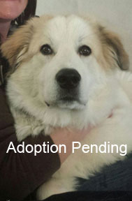 Great Pyr Rescue - Ser Barristan 'Selmy'