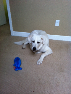 Great Pyrenees Rescue Lexi