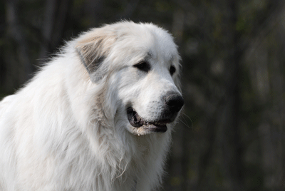 Gus guarding his property