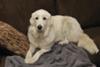 Great Pyrenees Rescue Alice