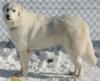 Great Pyrenees Rescue Alice