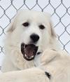 Great Pyrenees Rescue Alice