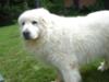 Great Pyrenees Rescue Annie