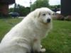 Great Pyrenees Rescue Annie