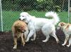 Great Pyr Rescue - Barron