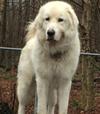 Great Pyr Rescue - Barron