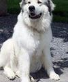 Great Pyrenees Rescue Zeus / Bubba