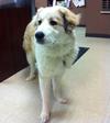 Great Pyr Rescue - Daisy