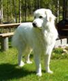 Frank - the Guardian Great pyr