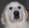 Great Pyrenees Rescue Abbie