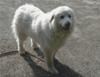 Great Pyrenees Rescue Bella