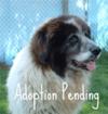 Great Pyrenees Cross Rescue Bella