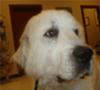 Great Pyrenees Rescue Ben