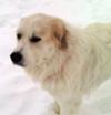 Great Pyrenees Rescue Churchill