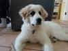 Great Pyr Rescue - Conner