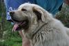 Great Pyrenees Rescue Jannie