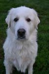 Great Pyrenees Rescue Luna