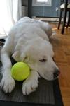 Great Pyrenees Rescue Luna