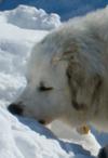 Great Pyrenees Rescue Maggie