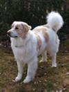 Great Pyrenees Rescue Shaggy