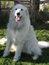 Great Pyrenees Rescue Silke