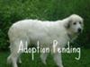 Great Pyrenees Rescue Yetti