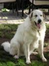 Great Pyrenees Rescue Zoe