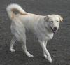 Great Pyr Rescue - Jazz