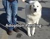 Great Pyr Rescue - Kanu