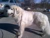 Great Pyr Rescue - Louie