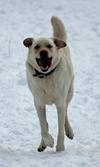 Great Pyr Rescue - Luke