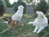 Great Pyrenees Rescue Maisie