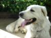 Great Pyrenees Rescue Maisie